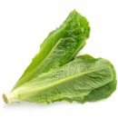 로메인 티스토리