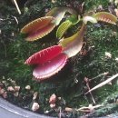 B52(비오이) 이미지