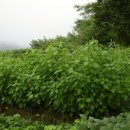 거창농장 이미지