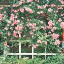 꽃이랑나무랑 이미지