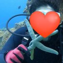 와따개 | 3월의 오키오키 오키나와 뚜벅이 여행기 : 2일차(와따 오키나와 체험다이빙, 스테키 히카루, 바다포도...