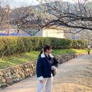 [대구 화원읍] 홍매화 폈다는 소식에 달려간 남평문씨 본리세거지, 홍매화 만개 직전이니 달려가세요...