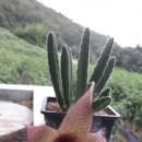 햇살다육꽃사랑 이미지