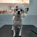 댕댕그루밍 네이버블로그