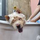 마이핫독 이미지