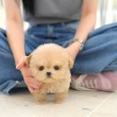 뽀송강아지 이미지