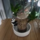 행운목 | 카카오톡 선물하기(집들이선물) &#39;행운목&#39; 후기