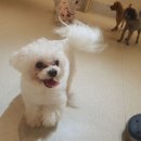 멍치원 | 광안애견호텔 [멍치원 ] 강아지 호텔링 솔직 후기 고봉이 잘 지내고 있어요
