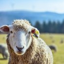 삼양라운드힐 주식회사 | 삼양라운드힐 11월 방문후기 / 대관령김치찌개 맛집