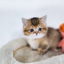 안심브리더 | 강화고양이분양 어디서 알아봐야 안심일까? 솔직 후기!