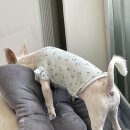 댕그리 펫 살롱 이미지