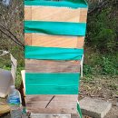 토종벌 1호 매실나무왼쪽 통 이미지