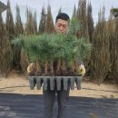 잣나무집정원 이미지