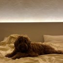 마리의부엌스테이 | 전북 애견동반 여행 신상숙소 케렌시아 스테이 용담호 벚꽃 만개 애견동반 카페 추천