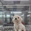 이쁘개 건강하개 | 용인애견분양 이쁘개 건강하개 이쁘니들 가득~