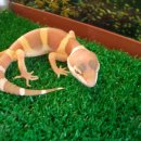 양이양이 이미지