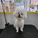 허그멍뭉이# 이미지