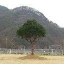 영분야채