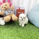 유앤미펫 강아지분양 고양이분양 일산점 이미지