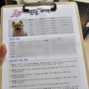 슬기로운 댕댕 유치원 이미지