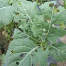 방신1리 이미지