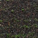 자라는 씨앗 이미지