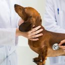 라퓨클레르 동물피부클리닉 이미지