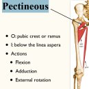 Anatomy &amp; Biomechanics of the Hip - 수련의 몫 이미지