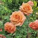 라빌라빌라 이미지