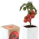 방울토마토 키우기 키트 씨앗 텃밭 모종심기 방법 이미지