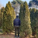 에메랄드그린 이미지