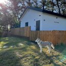 도그프리덤 이미지