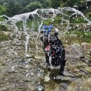 굿데이독 케어센터 이미지