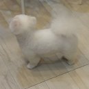 오렌지독하우스 이미지