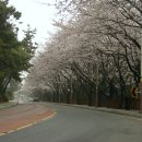 청사포와봄
