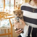 부산강아지분양 테디럽 명지본점 이미지