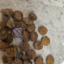 쉬다가개 애견호텔유치원 이미지