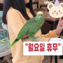 패럿