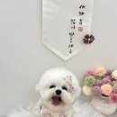 포프리티 이미지