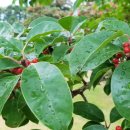 뜨레피아 이미지