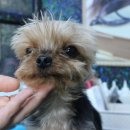 애견호텔1번가 이미지