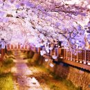 벚꽃약국 이미지