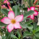 석화농원 이미지