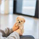 유앤미펫고양이분양강아지분양