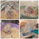 골든햄스터분양 탬펫 강남점 | 햄스터 전문 분양샵에서 햄스터를 분양 받으면 좋은이유