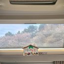 편백숲길 유하팬션 | 서준이네 카라반 캠핑 대전 벚꽃이 만개한 근교 공주 이안숲속캠핑장