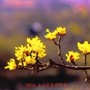 산수유 티스토리