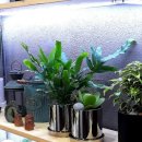 나만의 플랜테리어 이미지