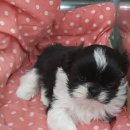 아이펫샵 이미지