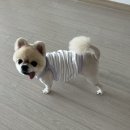 뽀삐샵(BBOBBI SHOP) | 광주광산구 하남동 애견미용 뽀삐샵